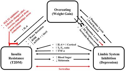 The role of Neurochemicals, Stress Hormones and Immune System in the Positive Feedback Loops between Diabetes, Obesity and Depression